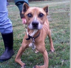 dog with crooked legs from heel hook