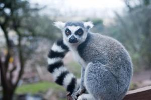 lemur